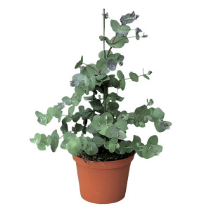 /ext/img/product/bonnes-affaires/26_09_30/500_veritable_1.jpg