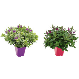 /ext/img/product/bonnes-affaires/26_09_30/500_veronique_1.jpg