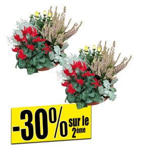 /ext/img/product/bonnes-affaires/26_10_07/500_arrangement_1.jpg