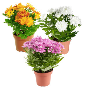 /ext/img/product/bonnes-affaires/26_10_07/500_chrysantemes1_1.jpg