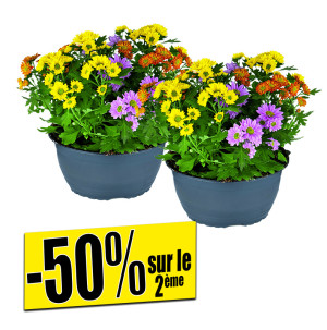 /ext/img/product/bonnes-affaires/26_10_07/500_chrysantemes_1.jpg