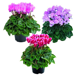 /ext/img/product/bonnes-affaires/26_10_07/500_cyclamen_1.jpg