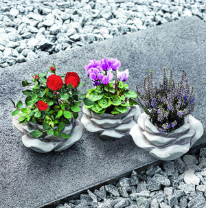 /ext/img/product/bonnes-affaires/26_10_07/500_plante_1.jpg