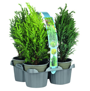 /ext/img/product/bonnes-affaires/26_10_14/500_assortiment_1.jpg
