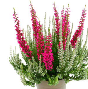 /ext/img/product/bonnes-affaires/26_10_14/500_calluna_1.jpg