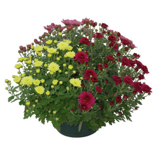 /ext/img/product/bonnes-affaires/26_10_14/500_chrysantheme_1.jpg