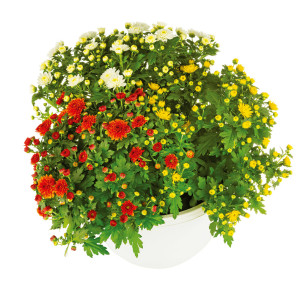 /ext/img/product/bonnes-affaires/26_10_14/500_chrysanthemes1_1.jpg