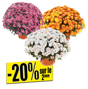 /ext/img/product/bonnes-affaires/26_10_14/500_chrysanthemes_1.jpg