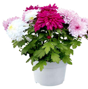 /ext/img/product/bonnes-affaires/26_10_21/500_chrysantheme_1.jpg