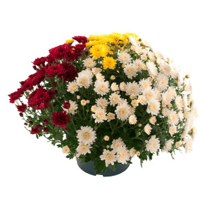 /ext/img/product/bonnes-affaires/26_10_21/500_chrysanthemes1_1.jpg