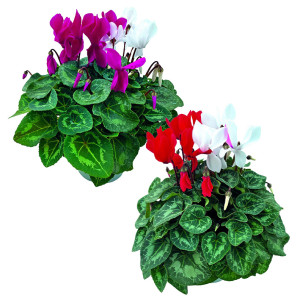 /ext/img/product/bonnes-affaires/26_10_21/500_cyclamen_1.jpg