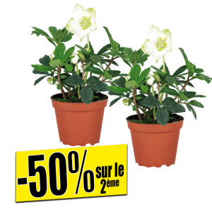 /ext/img/product/bonnes-affaires/26_10_21/500_hellebore_1.jpg