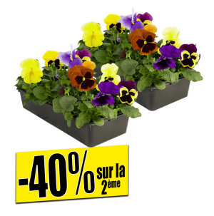 /ext/img/product/bonnes-affaires/26_10_21/500_pensees_1.jpg