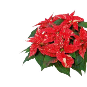 /ext/img/product/bonnes-affaires/26_10_21/500_poinsettia_1.jpg