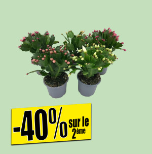 /ext/img/product/bonnes-affaires/26_10_28/500_cactus_1.jpg