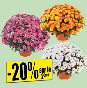 /ext/img/product/bonnes-affaires/26_10_28/500_chrysanthemes_1.jpg