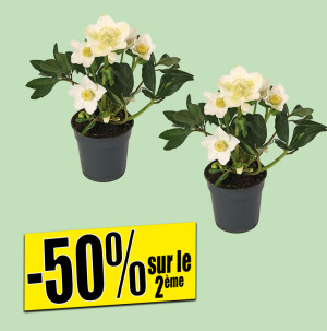 /ext/img/product/bonnes-affaires/26_10_28/500_hellebore_1.jpg