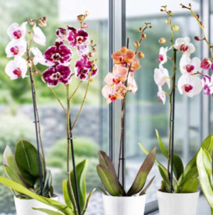 /ext/img/product/bonnes-affaires/26_10_28/500_orchidee_1.jpg