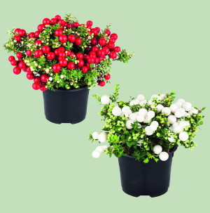 /ext/img/product/bonnes-affaires/26_10_28/500_pernettya_1.jpg