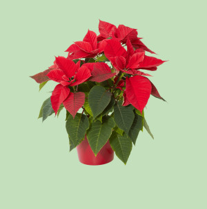 /ext/img/product/bonnes-affaires/26_10_28/500_poinsettia_1.jpg