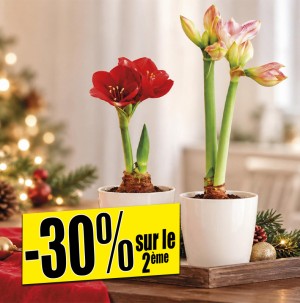 /ext/img/product/bonnes-affaires/26_11_04/500_amarylis_1.jpg