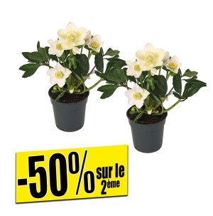 /ext/img/product/bonnes-affaires/26_11_04/500_hellebore_1.jpg
