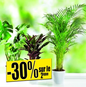 /ext/img/product/bonnes-affaires/26_11_04/500_plantes_1.jpg