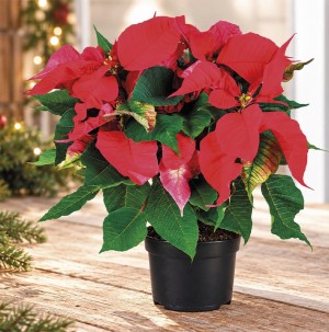 /ext/img/product/bonnes-affaires/26_11_04/500_poinsettia_1.jpg