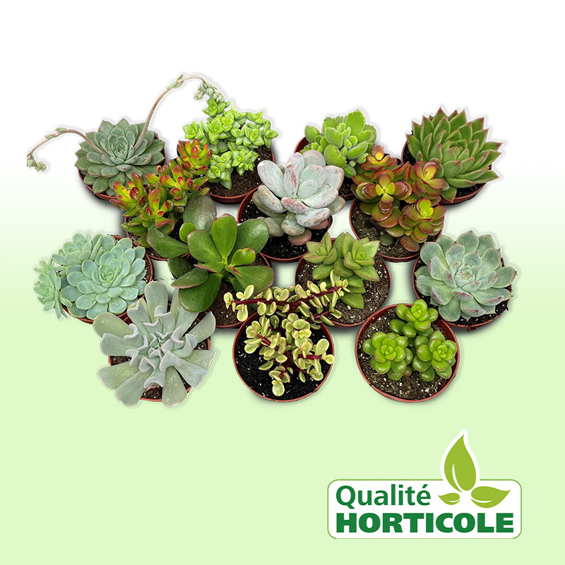 Plante Grasse 5 Lettres