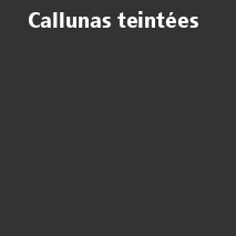 /ext/img/product/bonnes-affaires/26_10_07/600_callunas.png